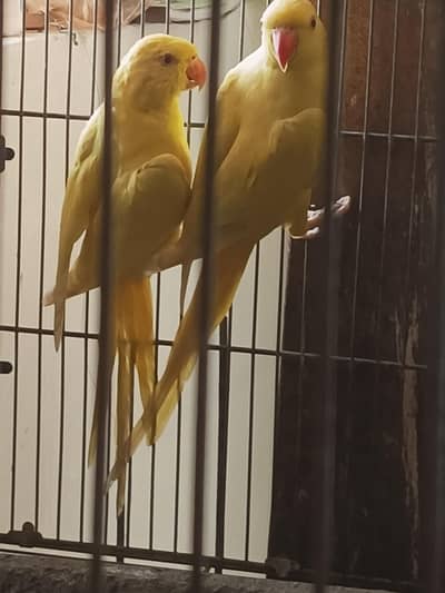 yellow ringnik pathey for sale