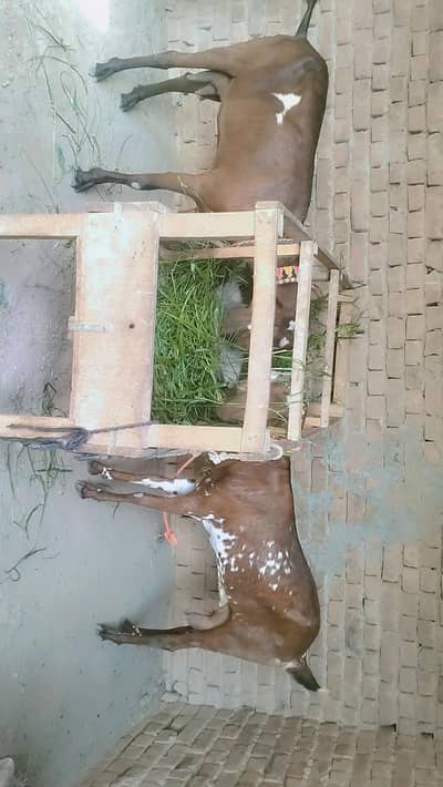 piuer dasi bakri 6 dant