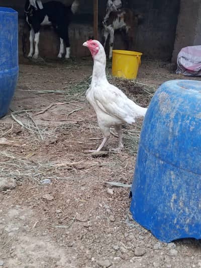 aseel hera andha b da rahai hia mazboot  joro ki