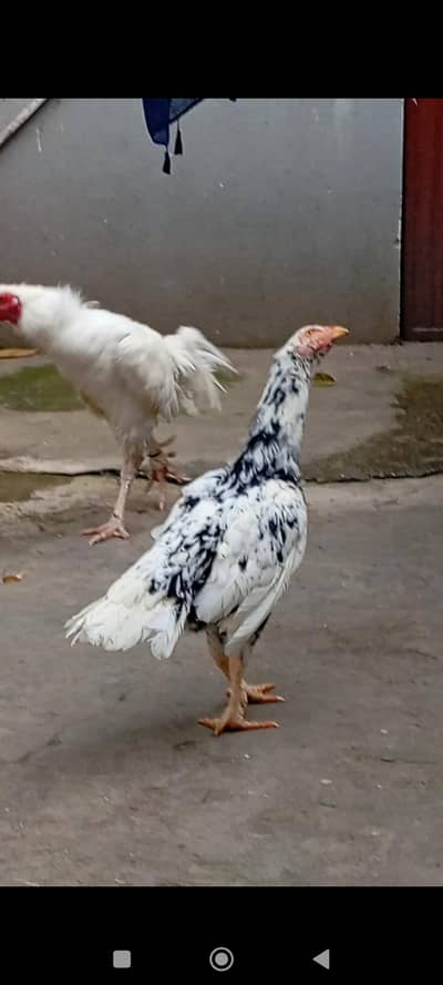 Aseels for Sale