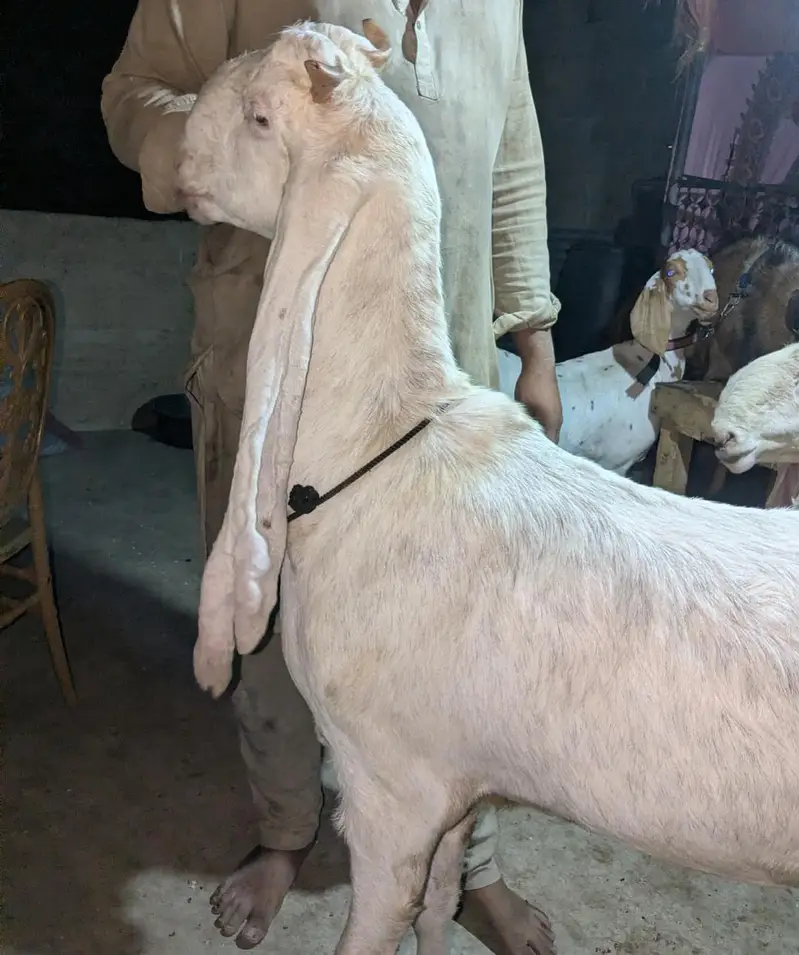 Gulabi Cross — photo 2