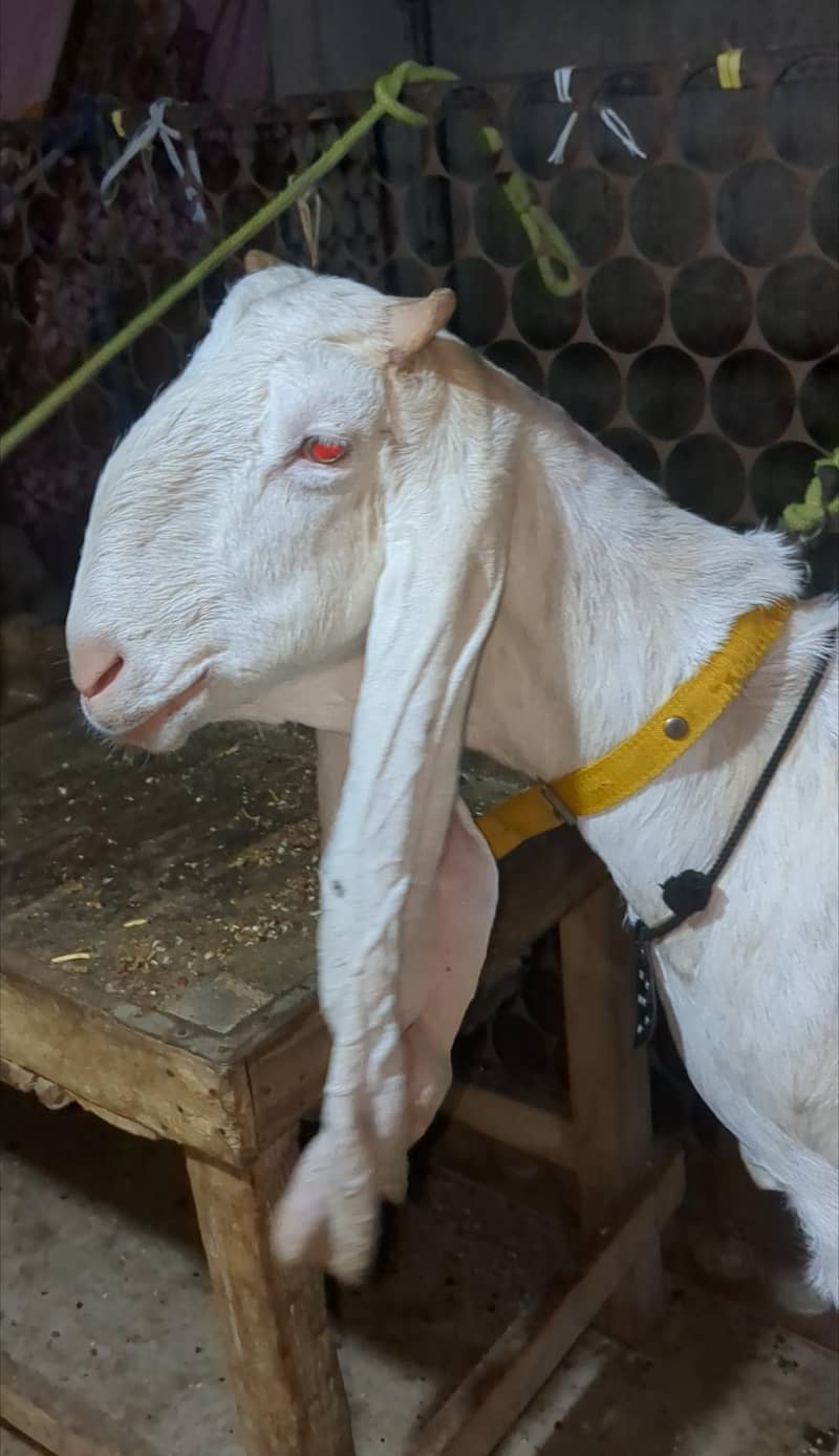 Gulabi Cross 2