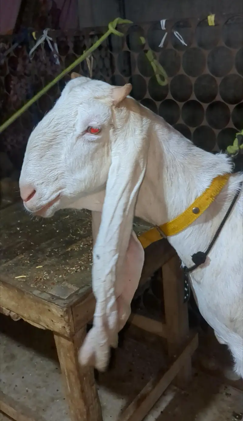 Gulabi Cross — photo 3