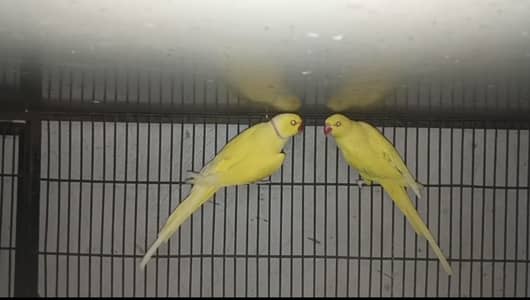 Birds
