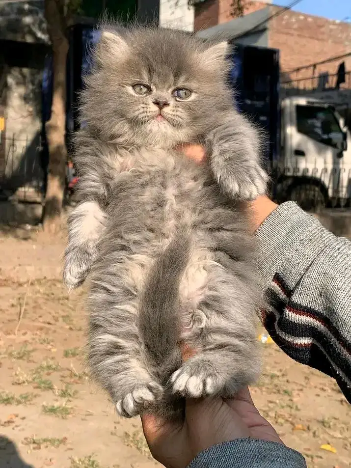 PERSIAN KITTEN FOR SALE CONTACT WHATUP 03042952518 — photo 2