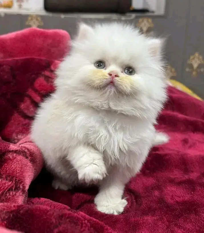 PERSIAN KITTEN FOR SALE CONTACT WHATUP 03042952518 — photo 3