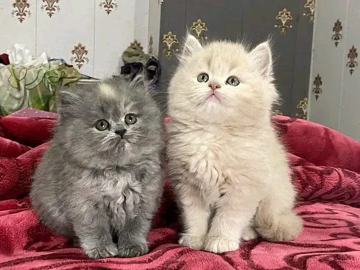 PERSIAN KITTEN FOR SALE CONTACT WHATUP 03042952518 — photo 4