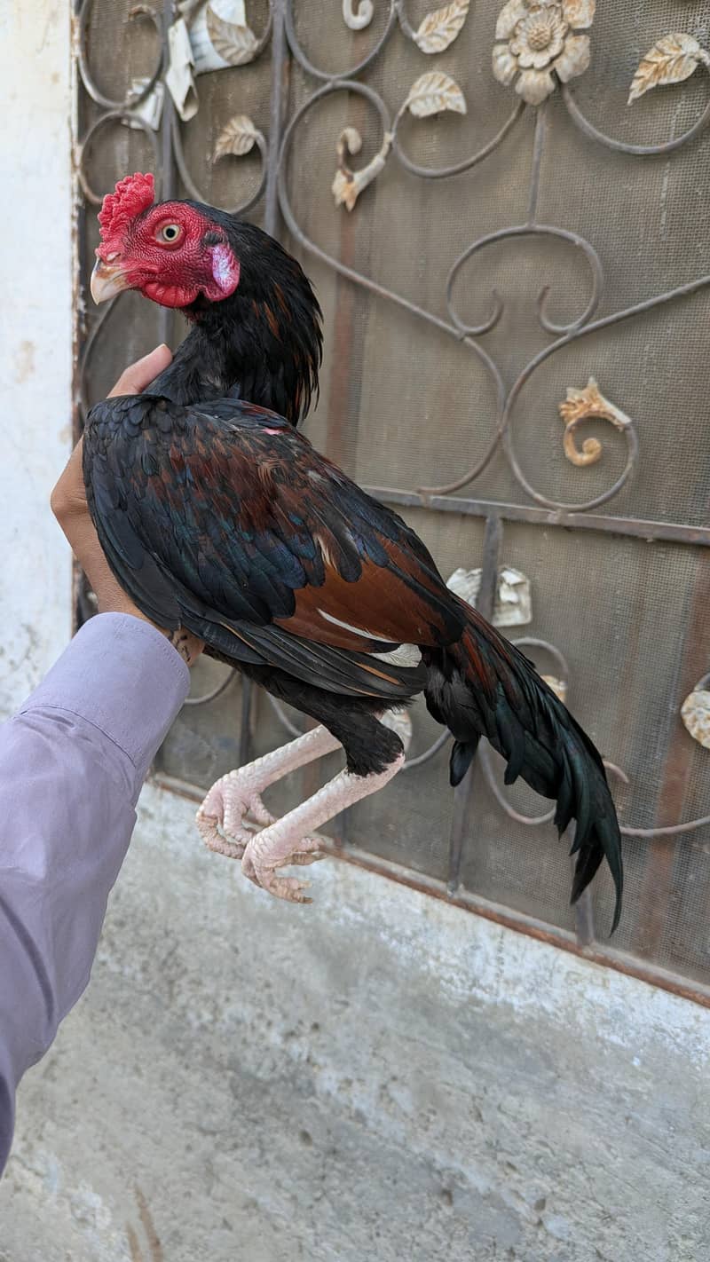 Amroha 0