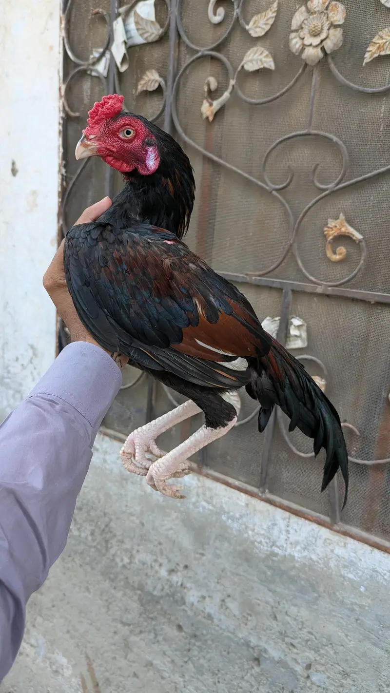 Amroha — photo 2