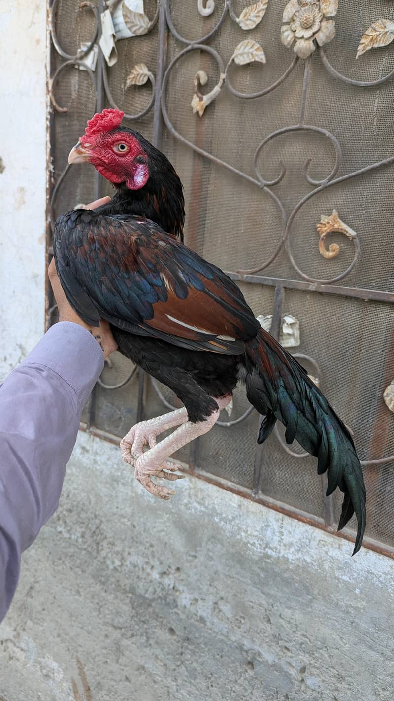 Amroha 2
