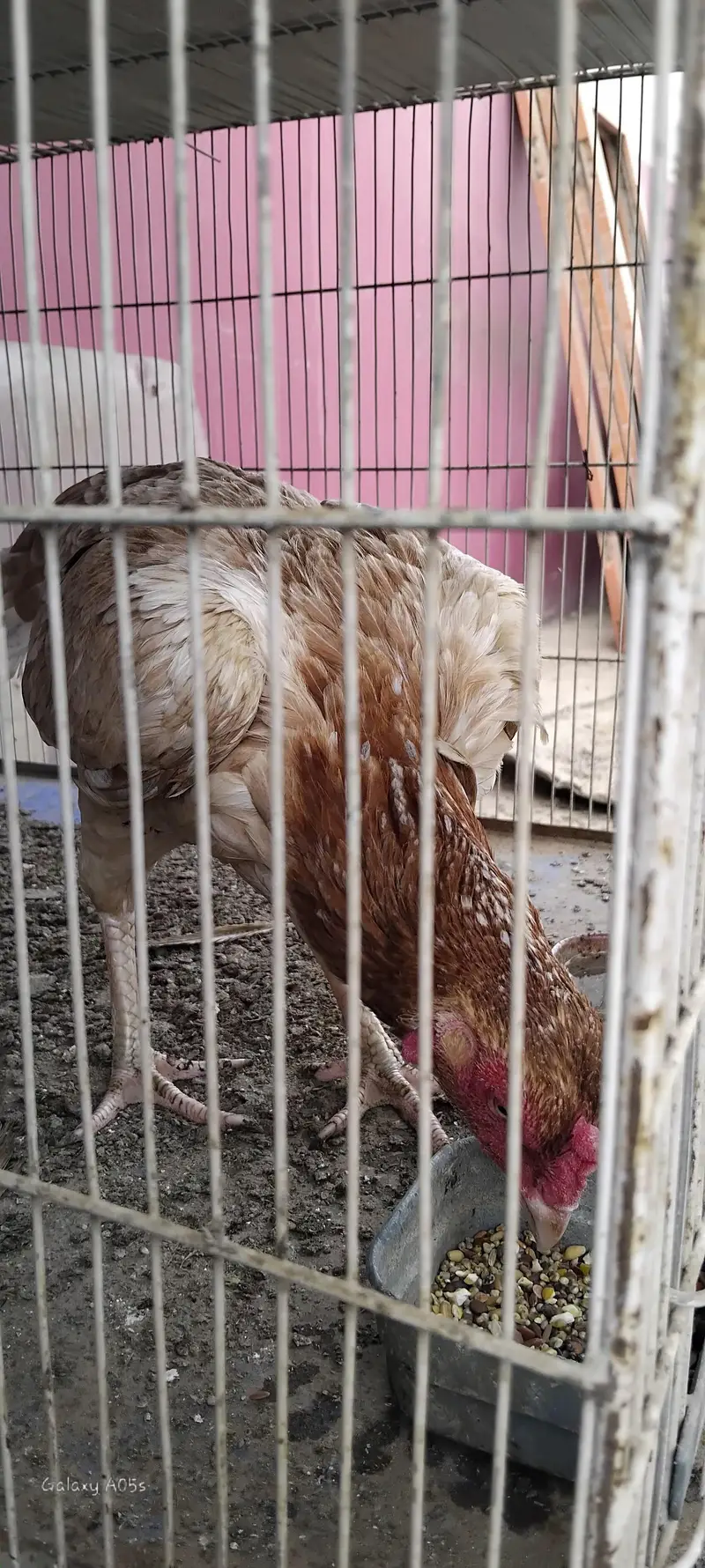 female — photo 2