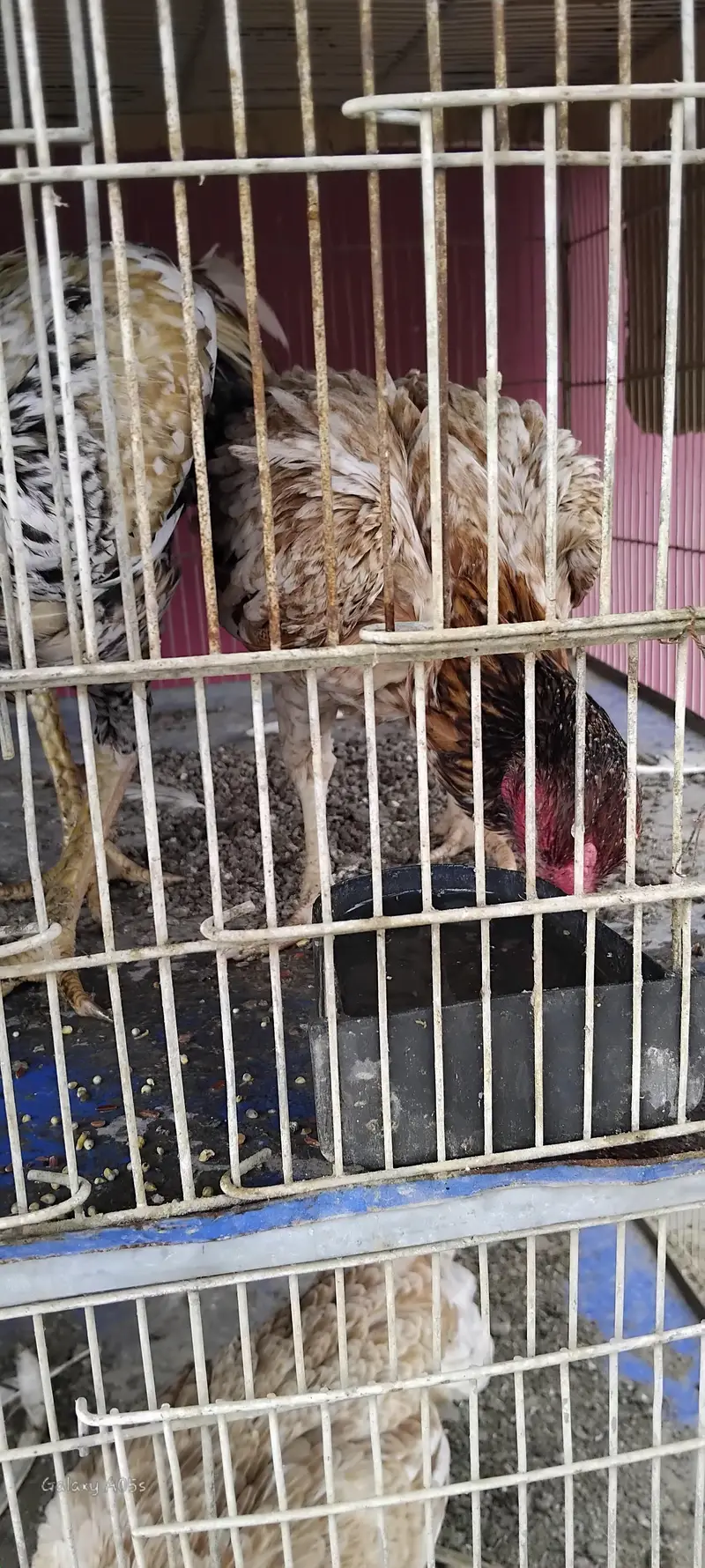 female — photo 3