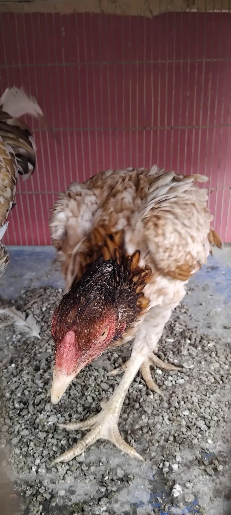 female — photo 4