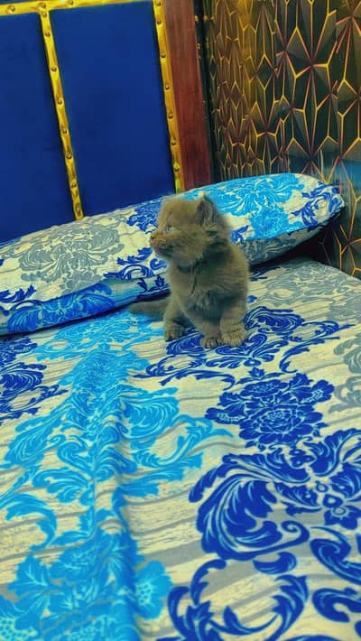 Grey Persian Cat for Sale – Beautiful, Healthy & Playful