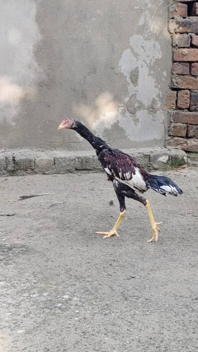 Aseel Quality Home Breed Available For Sale