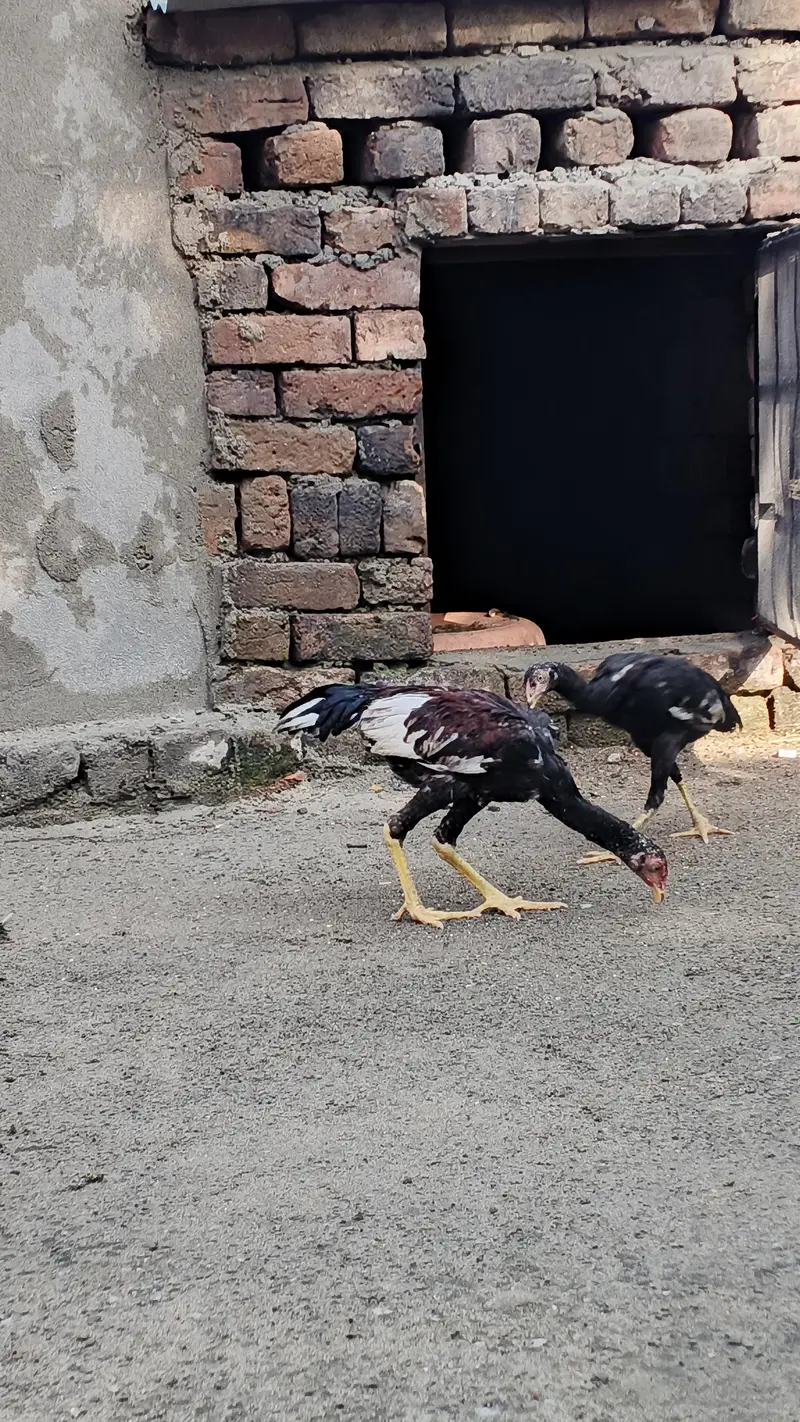 Aseel Quality Home Breed Available For Sale — photo 3