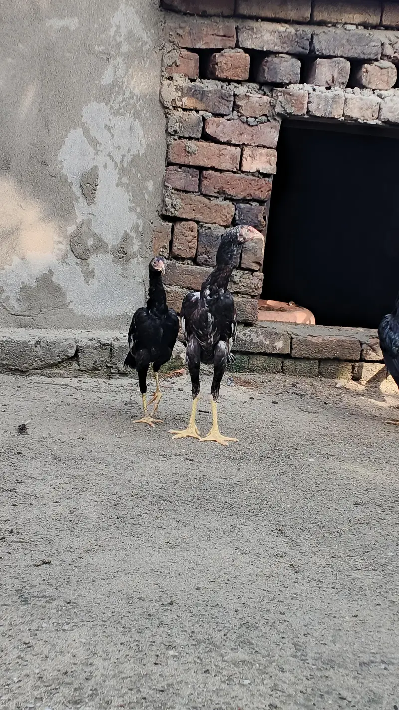 Aseel Quality Home Breed Available For Sale — photo 4