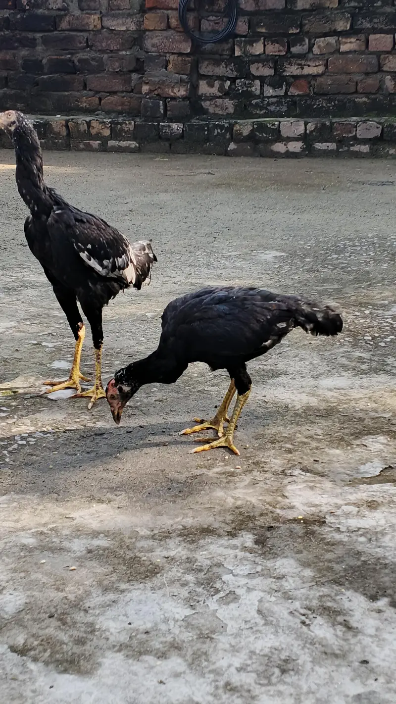 Aseel Quality Home Breed Available For Sale — photo 5