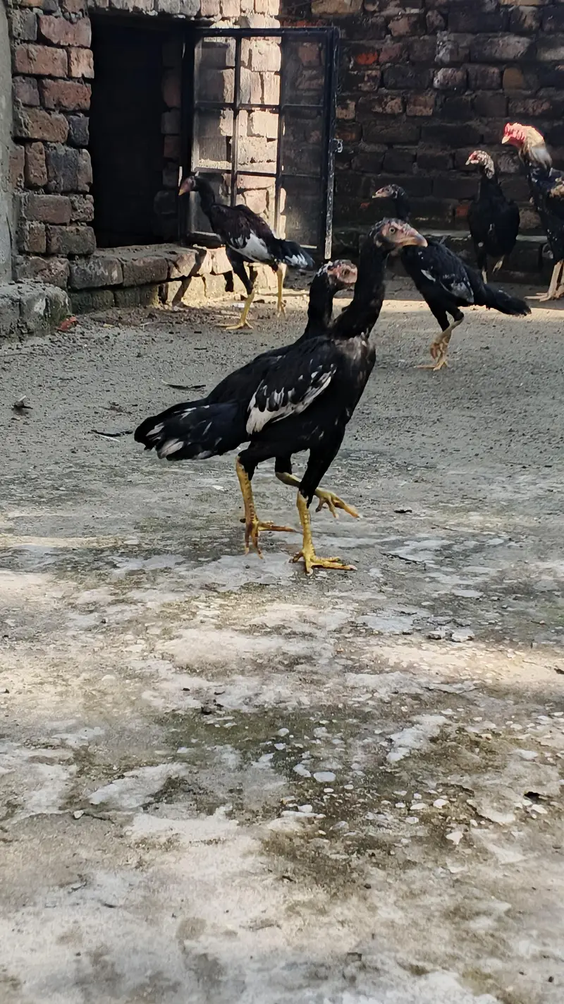 Aseel Quality Home Breed Available For Sale — photo 6