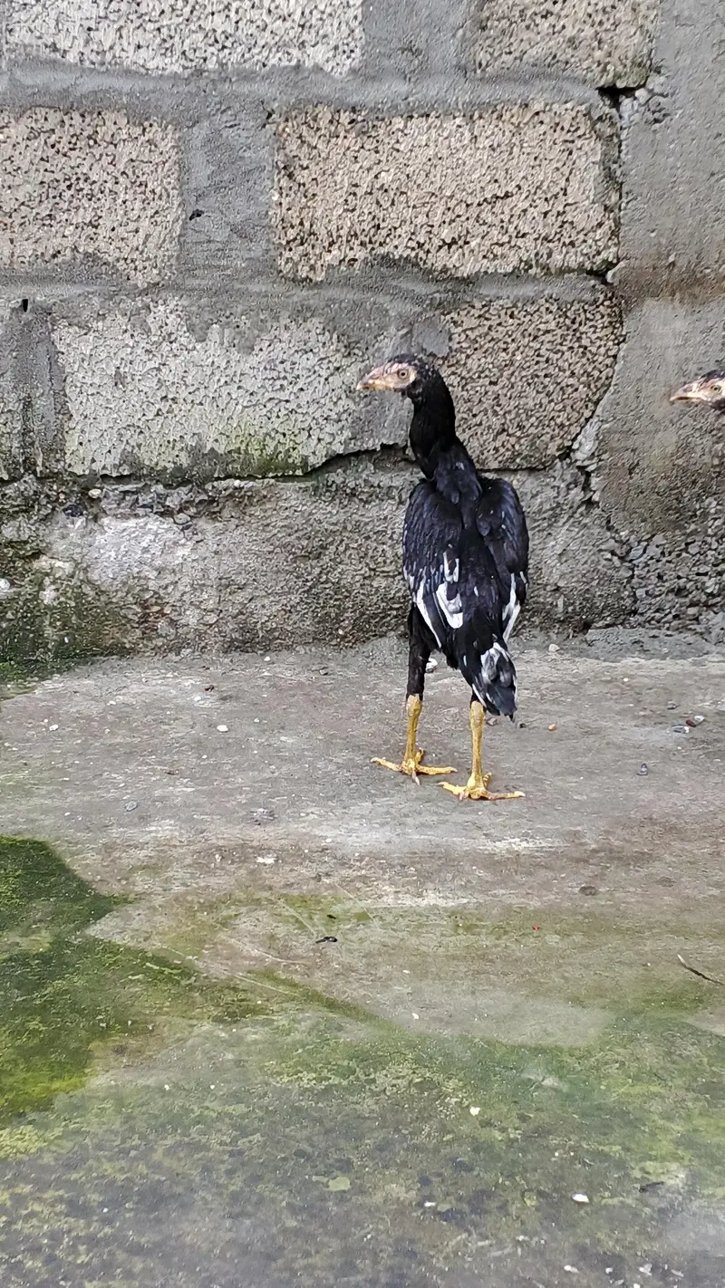 Aseel Quality Home Breed Available For Sale — photo 7
