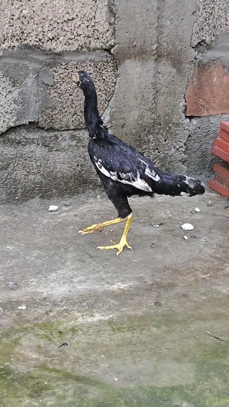 Aseel Quality Home Breed Available For Sale — photo 8