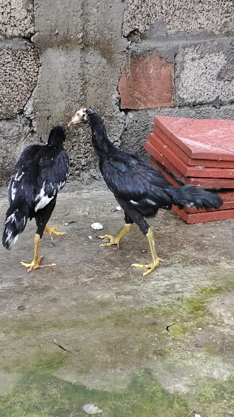 Aseel Quality Home Breed Available For Sale — photo 9