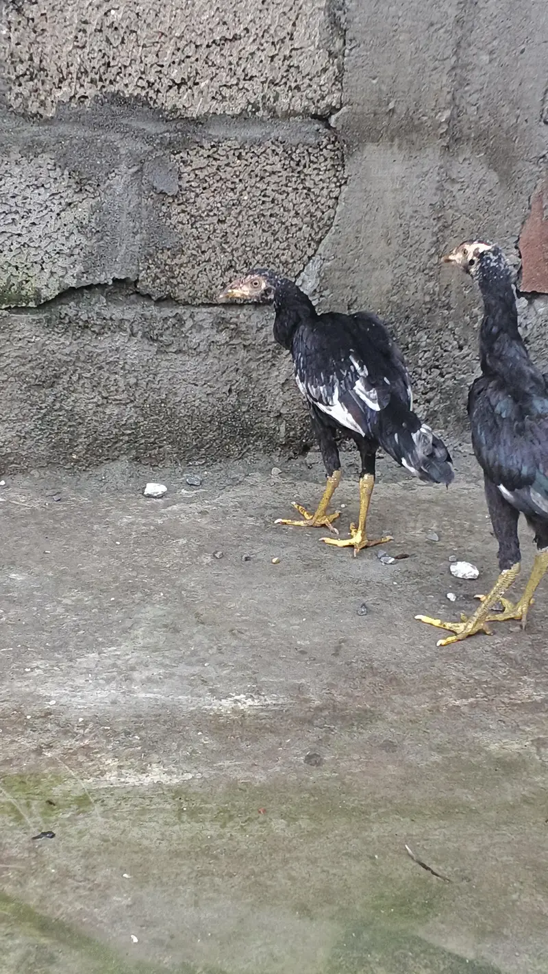 Aseel Quality Home Breed Available For Sale — photo 10