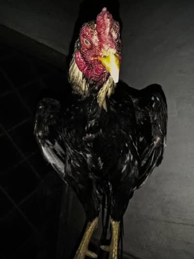 Aseel Murga for sale