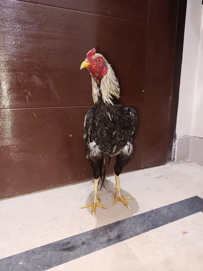 Aseel Murga for sale — photo 2