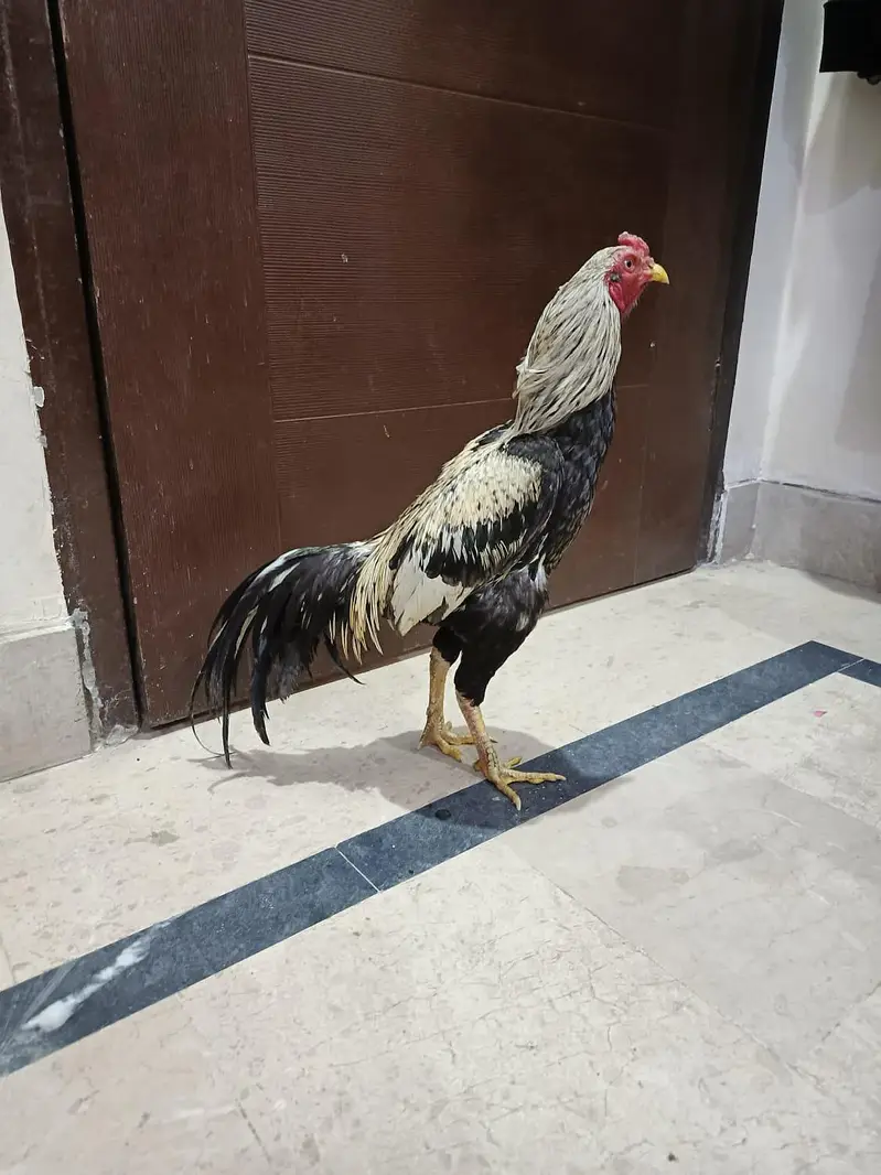 Aseel Murga for sale — photo 3