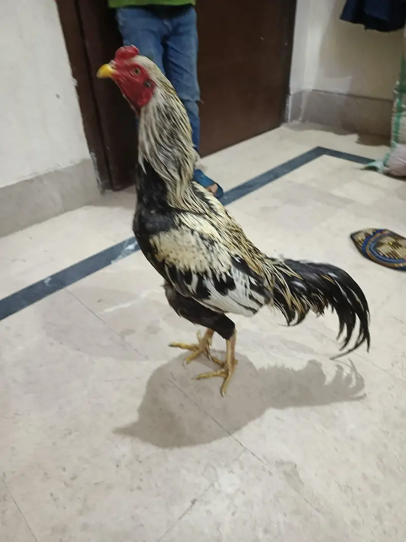 Aseel Murga for sale — photo 4