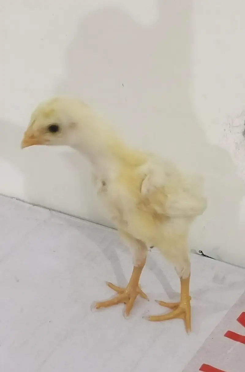 white shamo rang birds jappiens for sale chicks one day to 03244343638