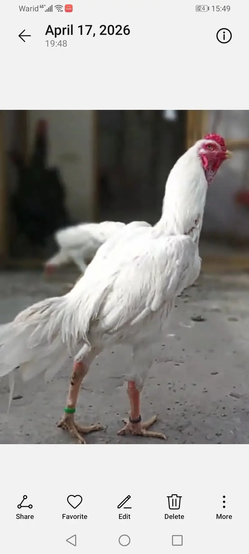 white shamo rang birds jappiens for sale chicks one day to 03244343638 — photo 2