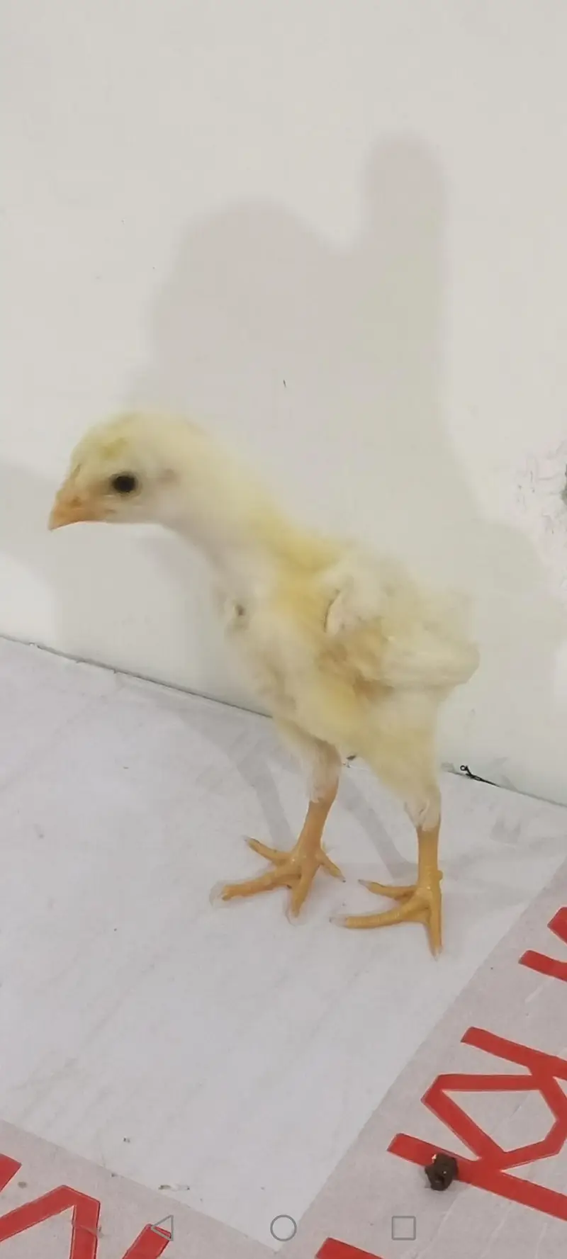 white shamo rang birds jappiens for sale chicks one day to 03244343638 — photo 3