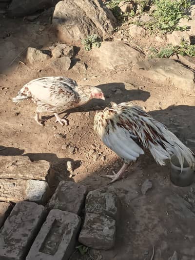 2  hai bot achi hai jis bhi ko samja ay rupta kar la