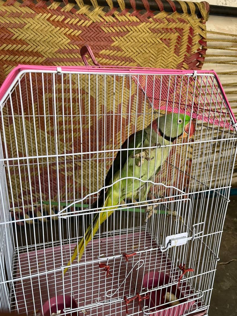 raw parrot 0