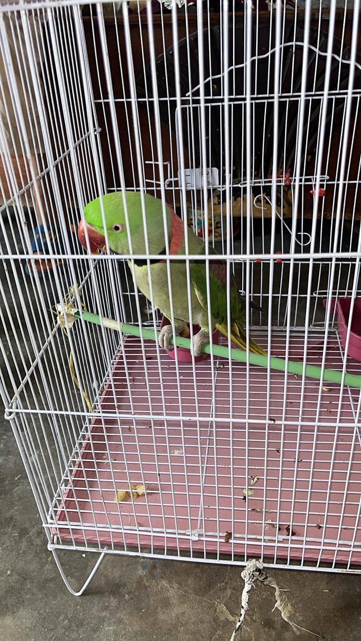 raw parrot 1