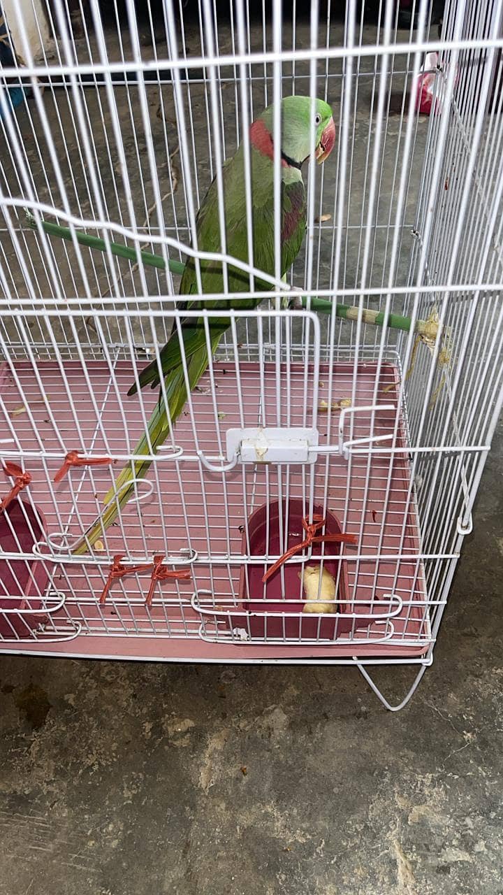 raw parrot 2