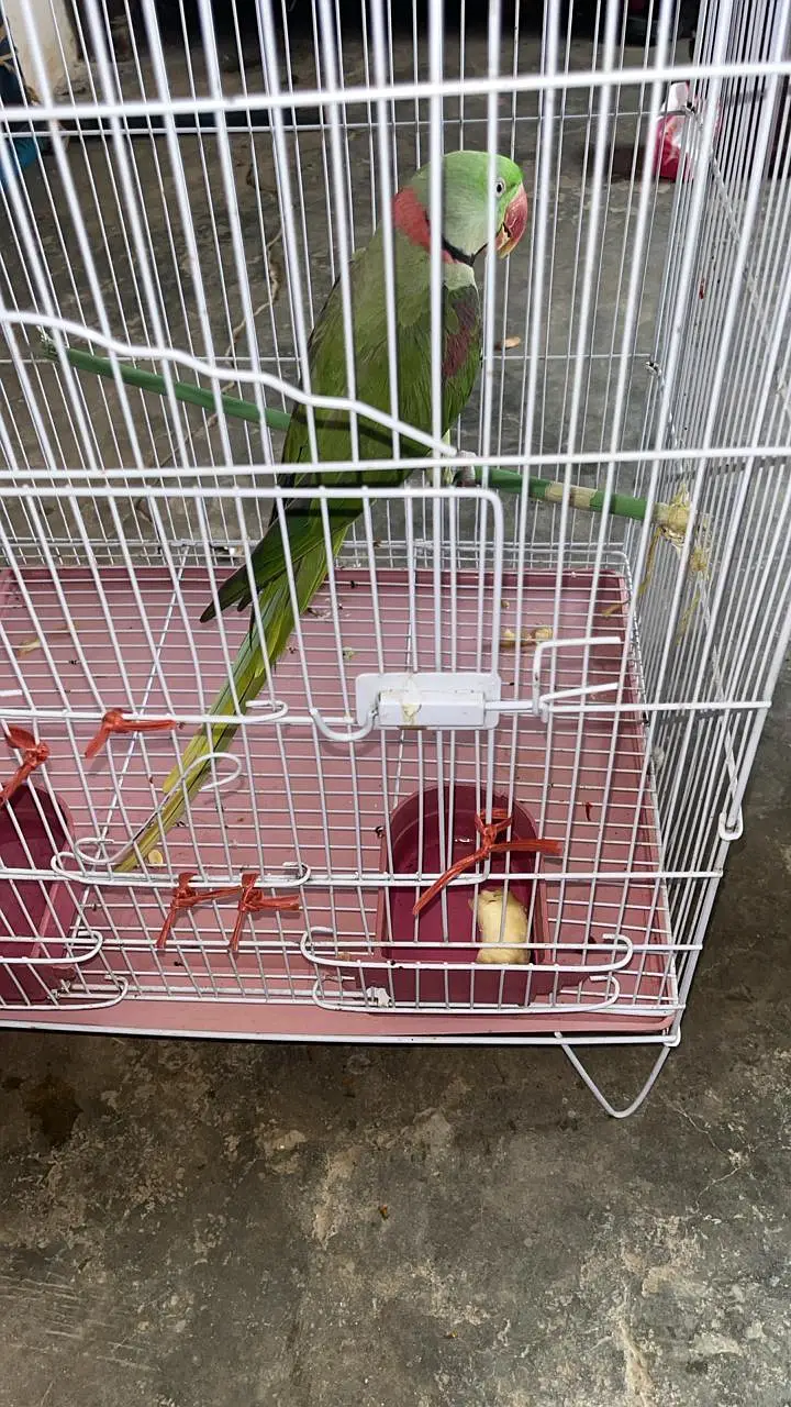 raw parrot  — photo 3
