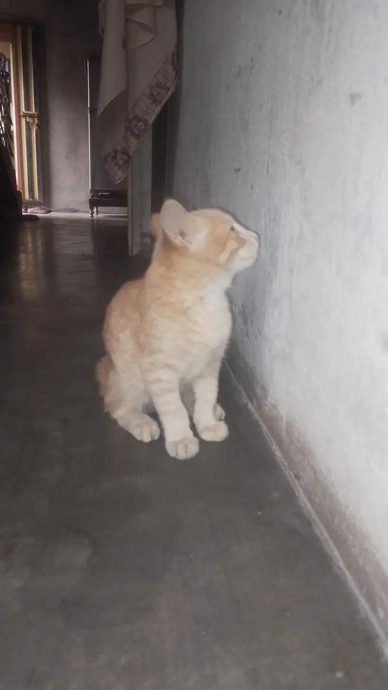 Lion Colour Golden eye British Short Hair — photo 6