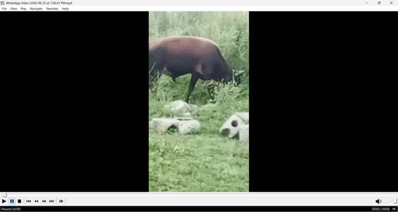 Very Young home bred bull for sacrifice , marriage feast etc