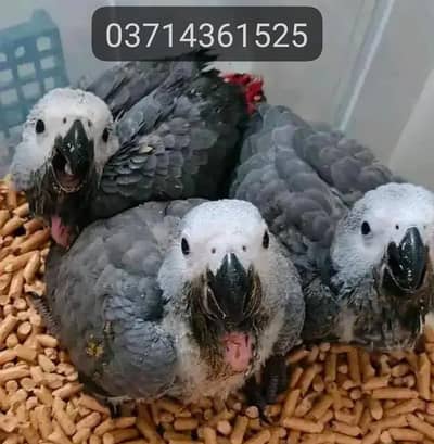 African grey parrot 6 for sale