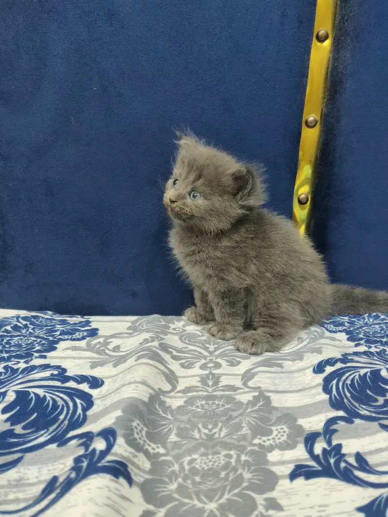 Grey Persian Cat for Sale – Beautiful, Healthy & Playful — photo 2