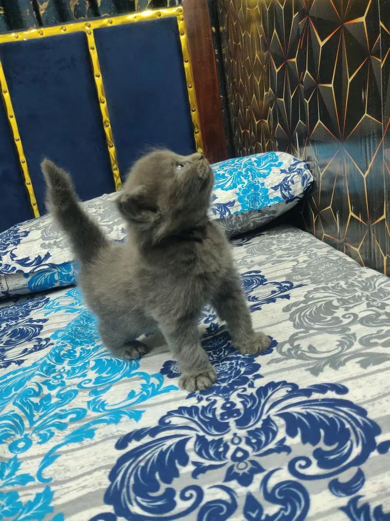 Grey Persian Cat for Sale – Beautiful, Healthy & Playful — photo 3