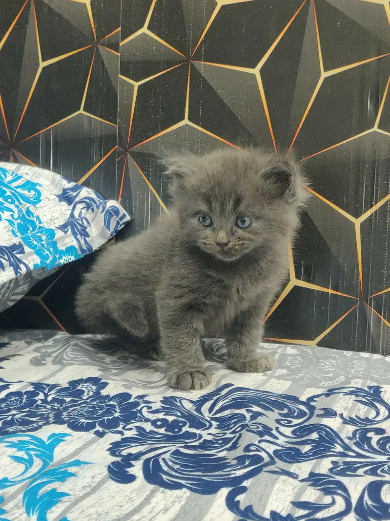 Grey Persian Cat for Sale – Beautiful, Healthy & Playful — photo 4