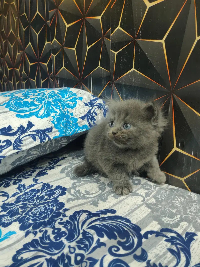 Grey Persian Cat for Sale – Beautiful, Healthy & Playful — photo 5