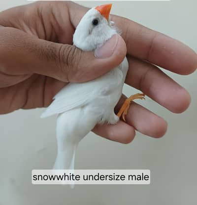 mutation finches