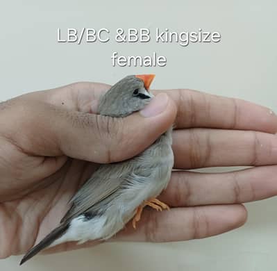 mutation finches