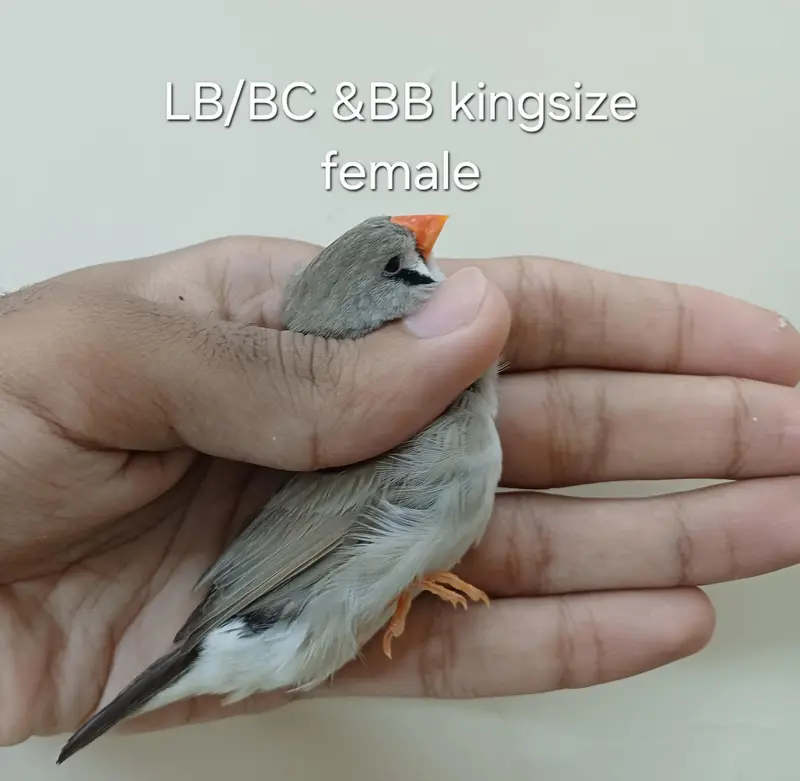 mutation finches — photo 4