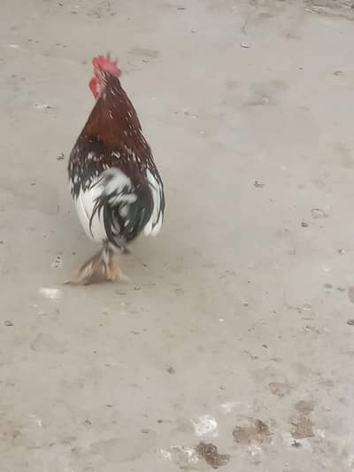 fancy murga